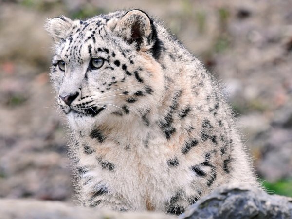 Ирбис Хакасия