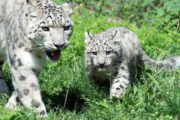 Ирбис в заповеднике