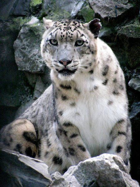 Путоранский снежный Барс (Ирбис)