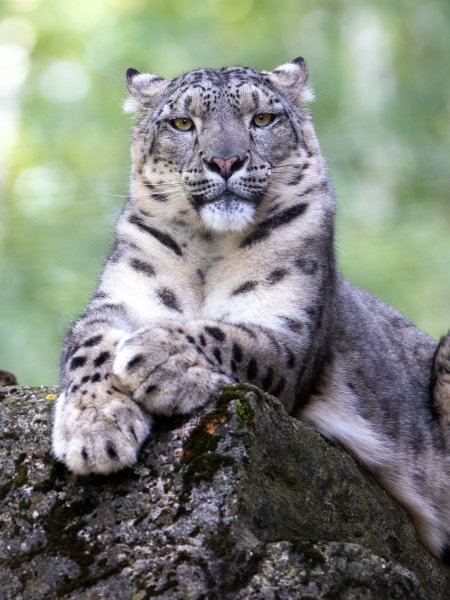 Снежный Барс меланист