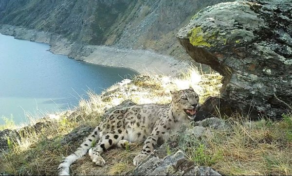 Ирбис в Саяно-Шушенском заповеднике