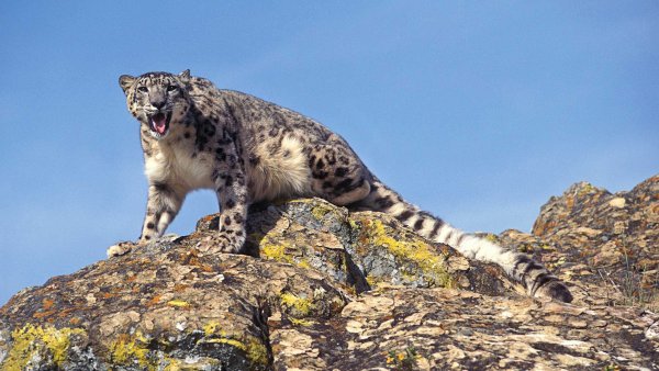 Снежный Барс Алтайский заповедник