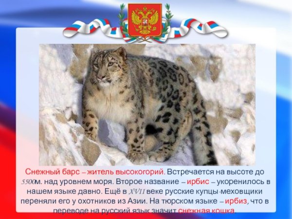 Символ Хакасии снежный Барс