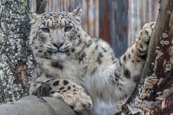 Амурский тигр и снежный Барс