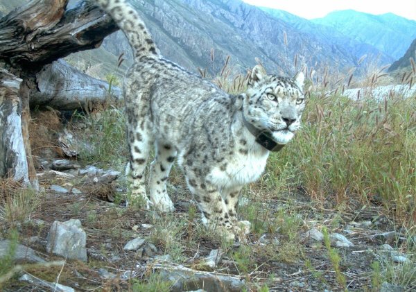 Саяно-Шушенский заповедник снежный Барс