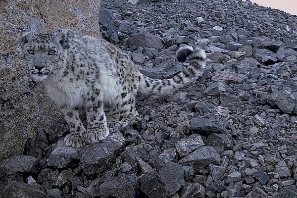 Убсунурская котловина снежный Барс