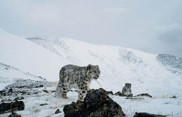 Снежный Барс Тянь Шань
