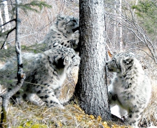Саяно-Шушенский заповедник Ирбис