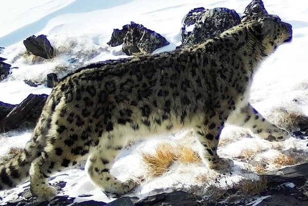 Катунский заповедник снежный Барс