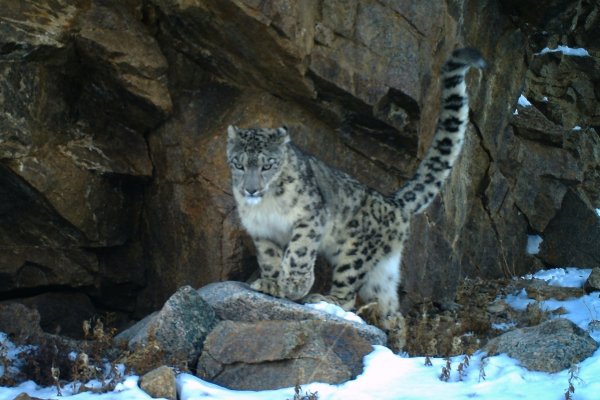 Снежный Барс Монгун Тайга