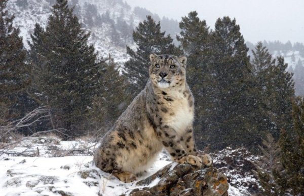 Снежный Барс Кузнецкий Алатау