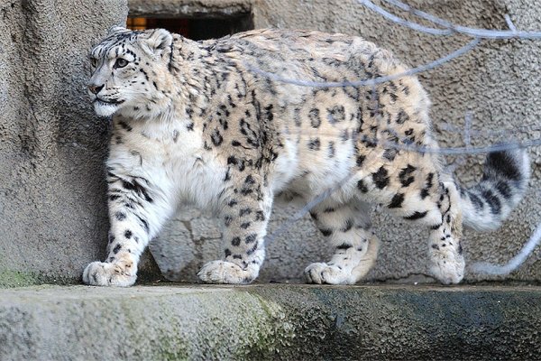 Ирбис в Московском зоопарке