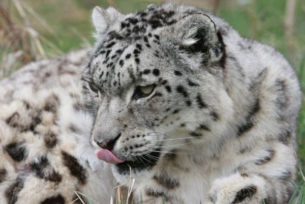 Ирбис снежный Барс Забайкальского