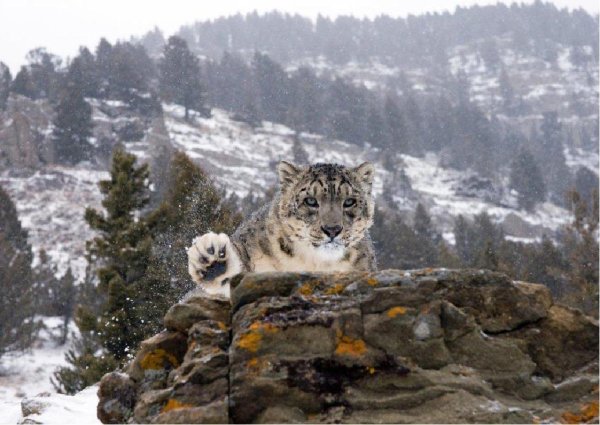 Снежный Барс Архыз