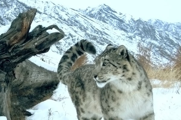 Заповедник АЗАС снежный Барс