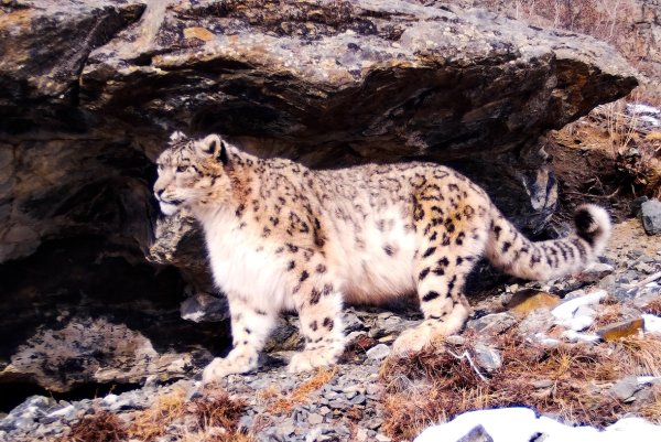 Сайлюгемский заповедник снежный Барс