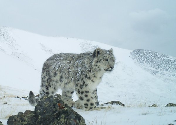 Снежный Барс Алтай