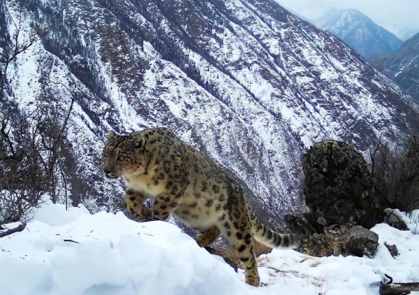 Снежный Барс в Гималаях