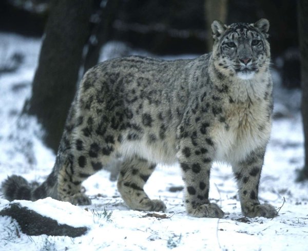 Снежный Барс Монгун Тайга