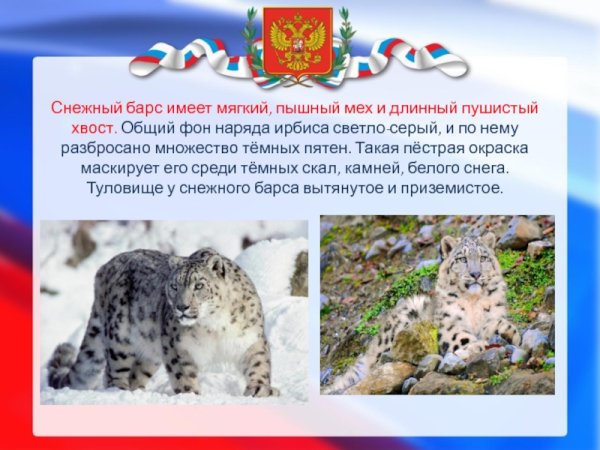 Символ Хакасии снежный Барс