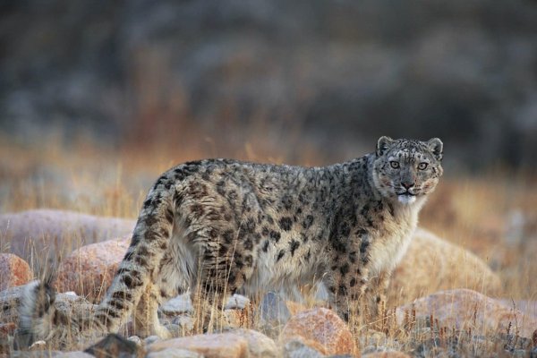 Ирбис Монголия