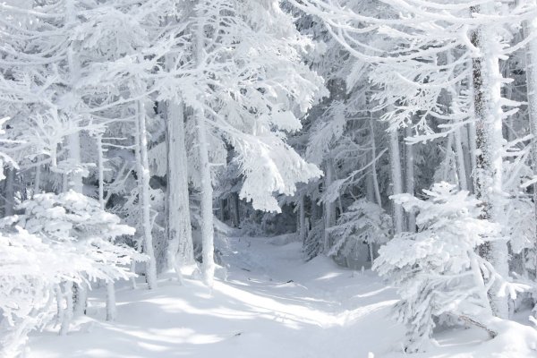 Снежный лес ночью - фото онлайн на биржевые-записки.рф