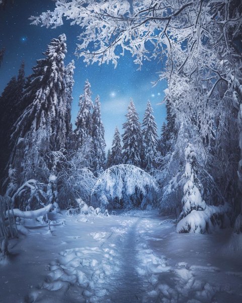 Волшебный зимний лес