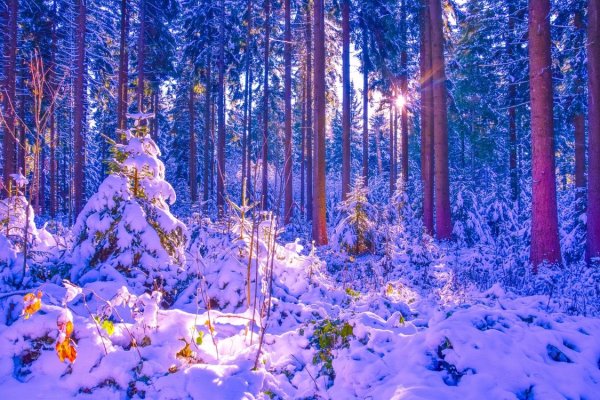 Зимой в лесу