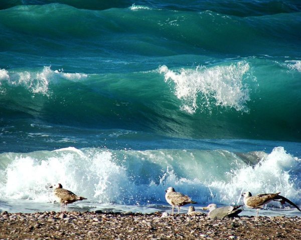 Волна набегает на берег