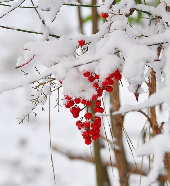Доброе Снежное утро