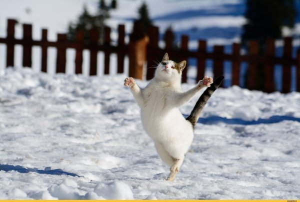 Коты радуются весне