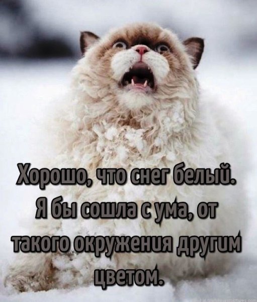 Снегопад статусы смешные
