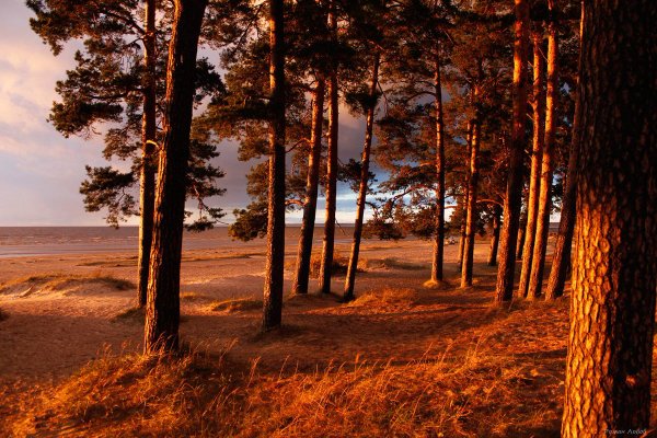 Сестрорецк сосны залив