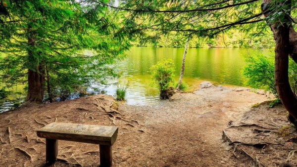 Берег реки в лесу