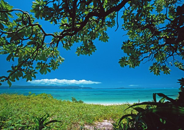 Природа тропиков