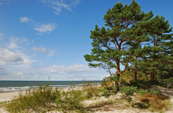 Финский залив дюны сосны