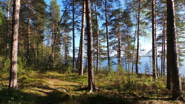 Сосновый Бор Карелия