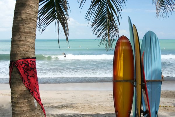 Серфинг пальмы