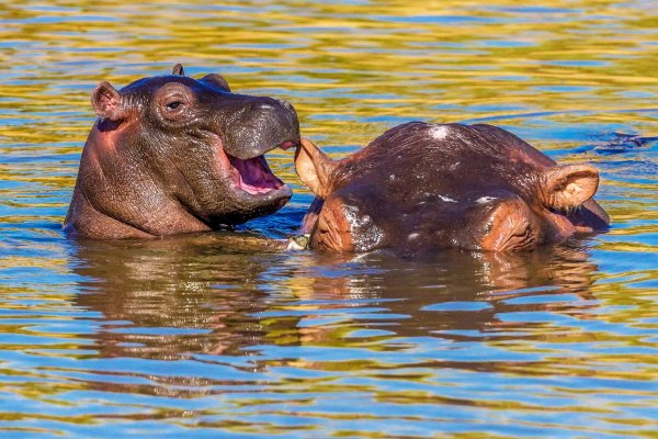 Конкурса comedy Wildlife Photography Awards