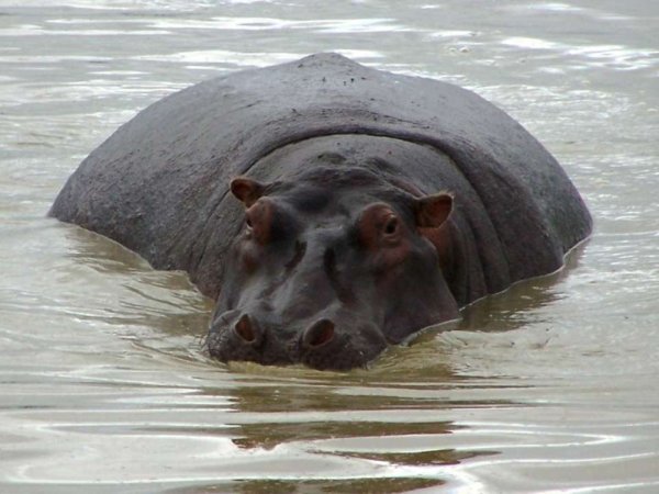 Бегемот из воды
