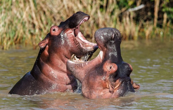 Hippo mother die