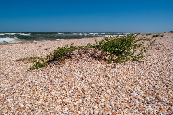 Азовское море Сиваш