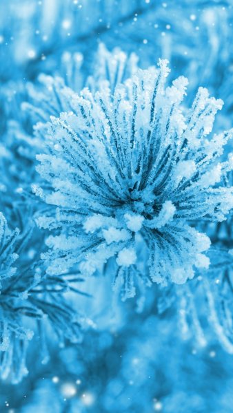 Голубой иней