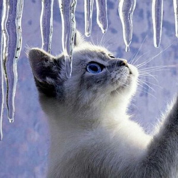 Доброе зимнее утро