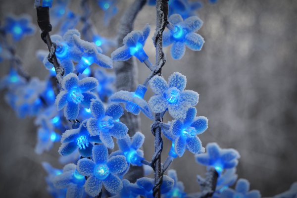 Красивые зимние цветы