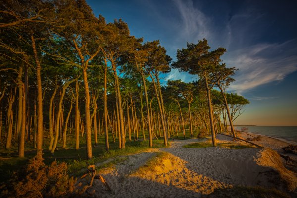 Сосны на берегу моря