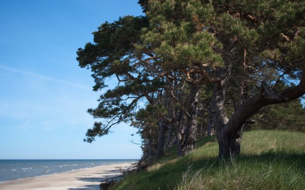 Крым сосны горы море Песчаное