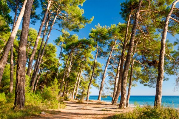 Джанхотский Бор пицундской сосны в Геленджике