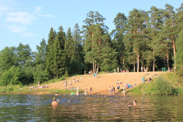 Сосновый Бор Кострома лес