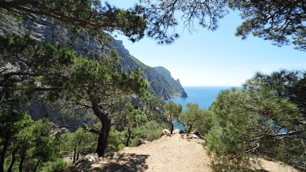 Ялтинская бухта сосна